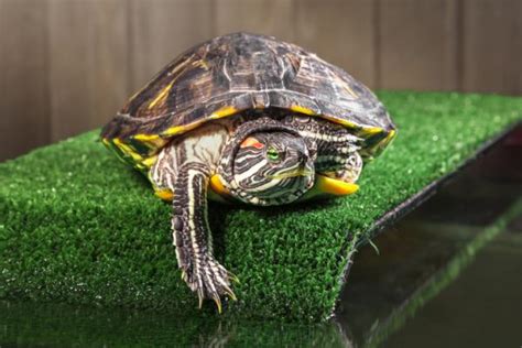 Cuidados de la tortuga acuática de orejas rojas Trachemys scripta elegans