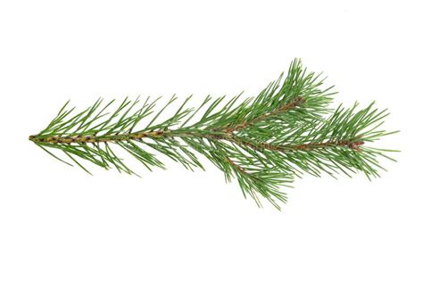 Green Natural Pine Branch Isolated On White Background Stock Image