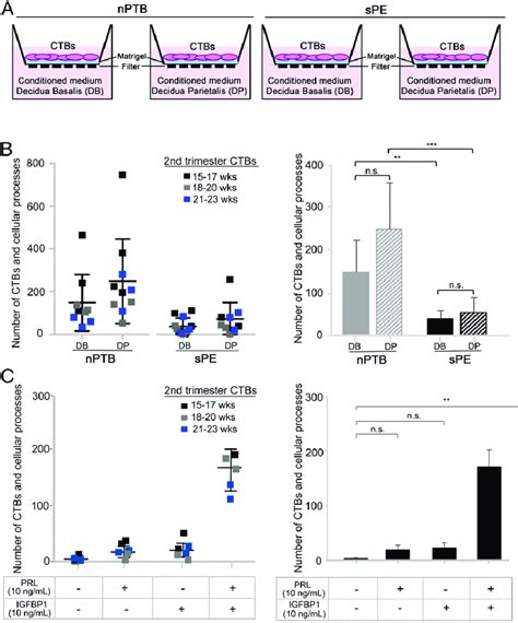 Cm From Decidual Cells Of Patients With Spe Inhibited Ctb Invasion In