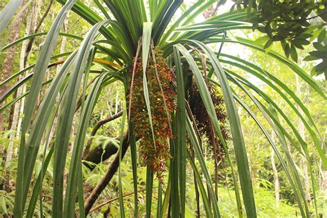 Sararanga Philippinensis Pandanaceae Image At Phytoimages Siu Edu