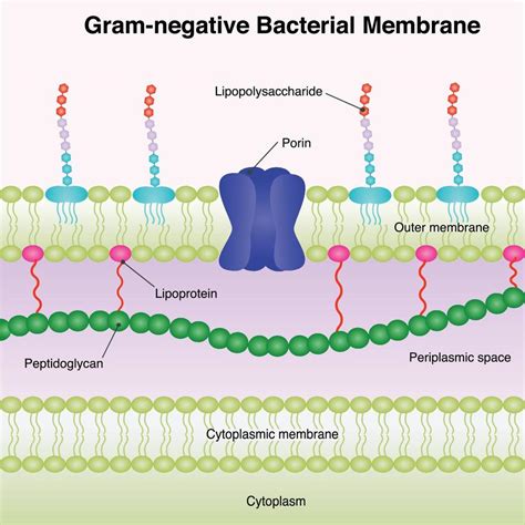 Gram Negative Membrane