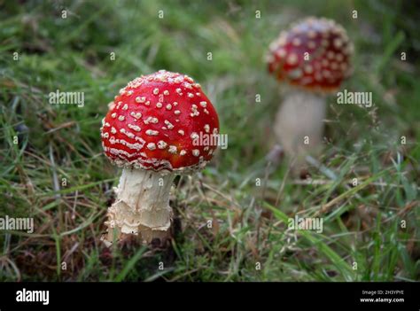 Un Gros Plan D Une Mouche Agarique Amanita Muscaria Champignon Il A