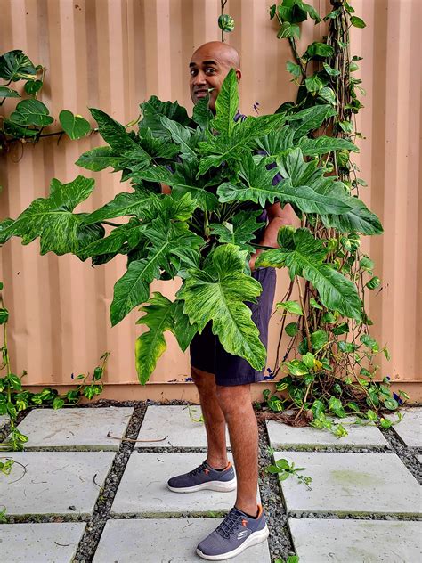 Philodendron ‘golden Dragon Plantvine