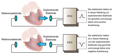 Kardiale Elektrophysiologie Aktionspotential Automatizit T Und