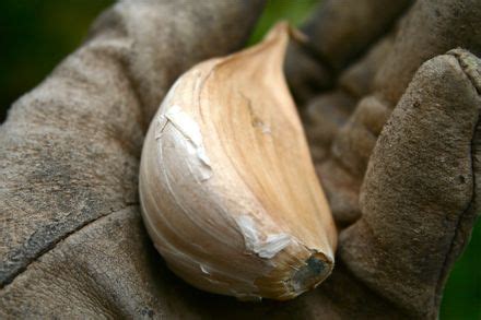 Planting Elephant Garlic | My Tiny Plot