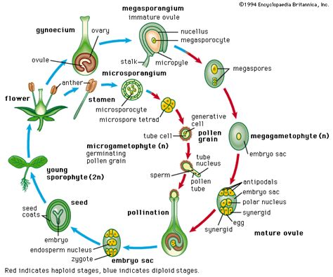 Tumbuhan Berbiji Spermatophyta