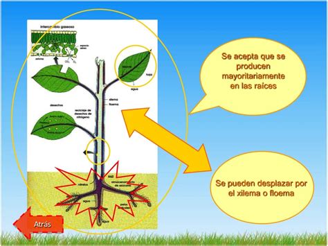 Hormonas vegetales