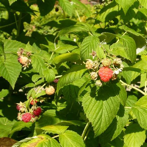 LAMPONE BOTANICALS IL PORTALE SULL UTILIZZO DELLE PIANTE MEDICINALI