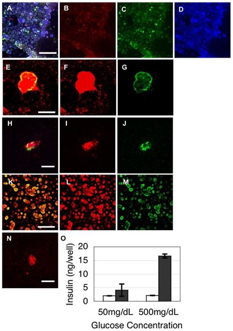 Formation Of Islets From MiPS Cells A D Immunostaining Of Pancreatic