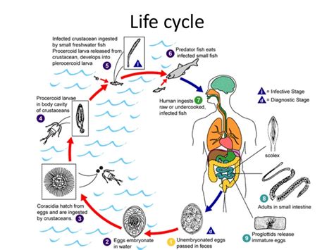 Diphyllobothrium Latum