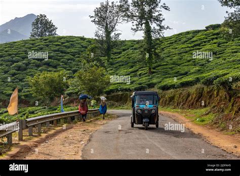 Women Plantation Workers Carrying Bags Of Tea Leaves On Head And