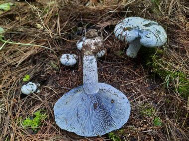 Indigo Milk Cap Identification: Pictures, Habitat, Season & Spore Print ...