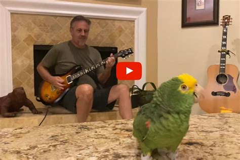 Viral Video This Parrot Singing Freestyle Vocals While The Owner Plays