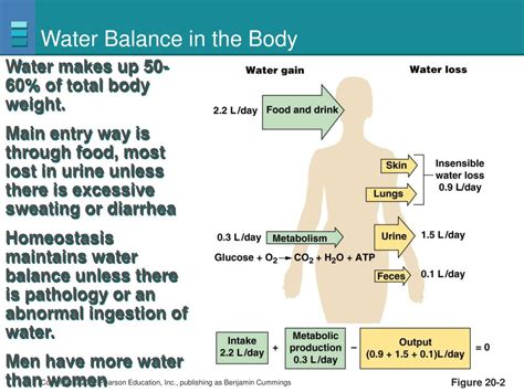 Ppt Integrative Physiology Ii Fluid And Electrolyte Balance