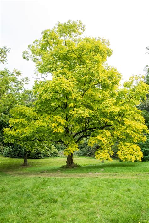 Treesagain Potted Black Locust Tree Robinia Pseudoacacia Off