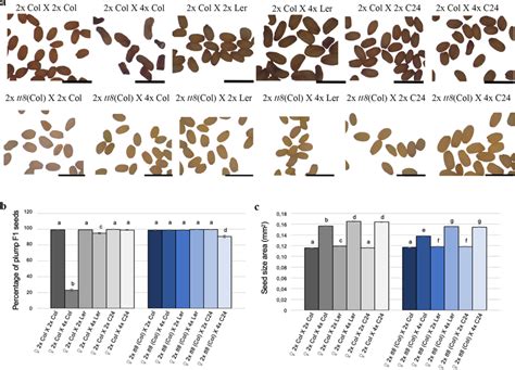 Interploidy Crosses In Wildtype And Tt8 Using Three Accessions Of