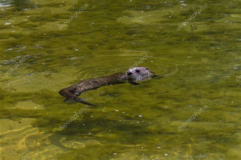 La nutria de río de América del Norte Lontra canadensis también