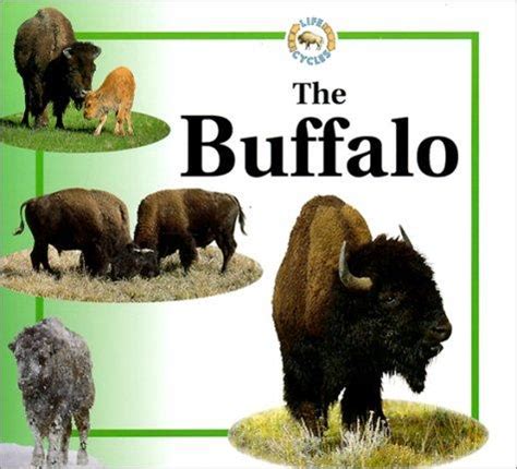 Buffalo (Life Cycle of A...) (October 1999 edition) | Open Library