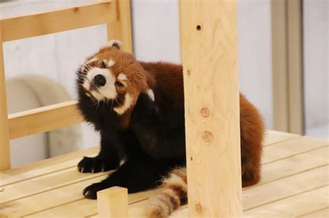 『群馬お泊まりレッサーパンダ遠征2園（2）桐生が岡動物園：雨で空いていてラッキーだった新レッサーパンダ舎でライムくん・桃桃ちゃん・フランちゃん