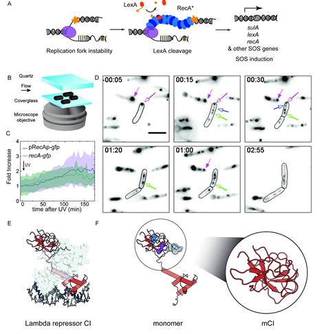 Figures And Data In Spatial And Temporal Organization Of Reca In The