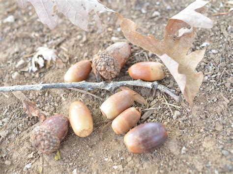 The Ultimate Guide to Foraging and Eating Acorns | Outdoor Life