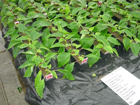 poinsettias | Greenhouse Industry Roundtable of the Midwest