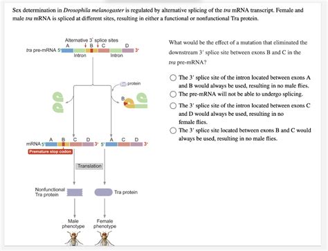 Solved Sex Determination In Drosophila Melanogaster Is Chegg