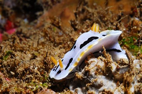 Nudibranch Slug Underwater - Free photo on Pixabay - Pixabay