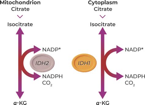 What is IDH? - IDH Learn More