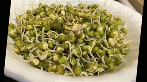 How To Sprout Green Beans Moong Youtube