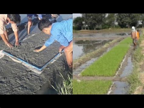 Rice Nursery Preparation And Transplanting Simplified Dapog Nursery