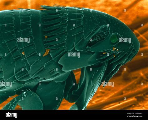 Cat Flea Coloured Scanning Electron Micrograph Sem Of A Cat Flea