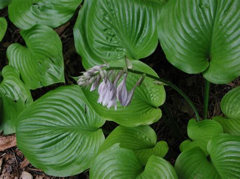 large green hosta