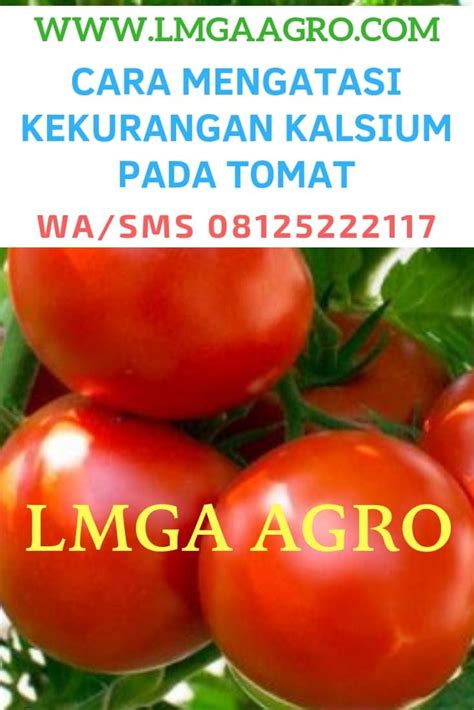 TIPS MENGATASI KEKURANGAN KALSIUM PADA TOMAT 08125222117 WA SMS LMGA