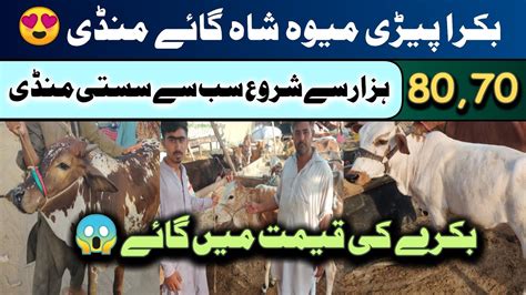 Cow Mandi Karachi Ke Sabse Sasti Mandi April Ke Latest Sode