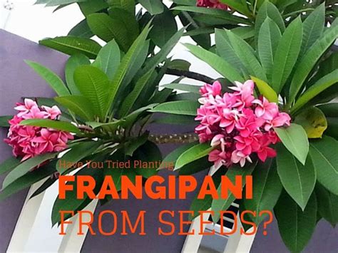 How To Propagate Plumeria Cuttings In 5 Easy Steps Artofit