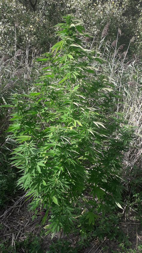 Strain Gallery Early Skunk Sensi Seeds PIC 13091915284985901 By