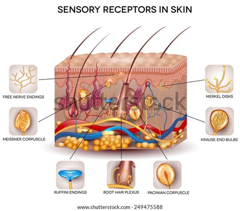 Sensory Receptors Skin Detailed Skin Anatomy Stock Vector Royalty Free