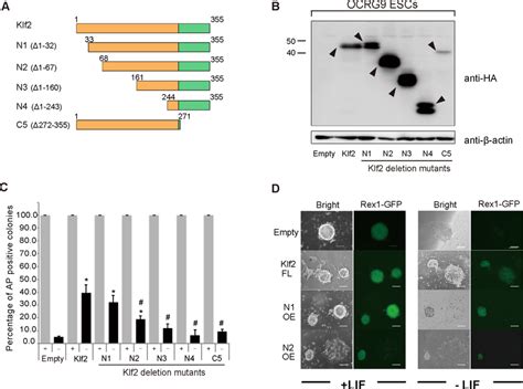 Delineation Of The Domains Of Klf2 Required For The Self Renewal Of