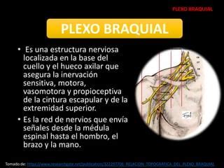 Plexo Braquial Ortopedia Ppt