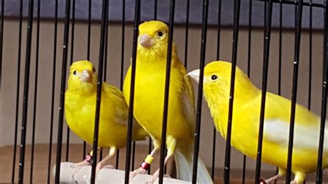 Canary Birds For Sale | Sacramento, CA #101689 | Petzlover