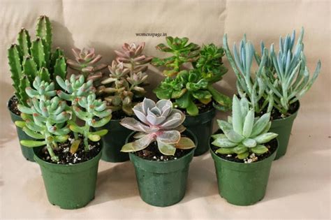 Succulent plants care succulent plants names succulent plants for home ...