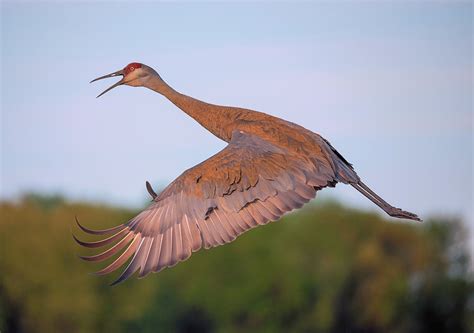 Sunset Flight Photograph By Loree Johnson Fine Art America