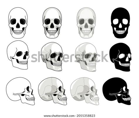 Skull Front View Royalty-Free Images, Stock Photos & Pictures | Shutterstock