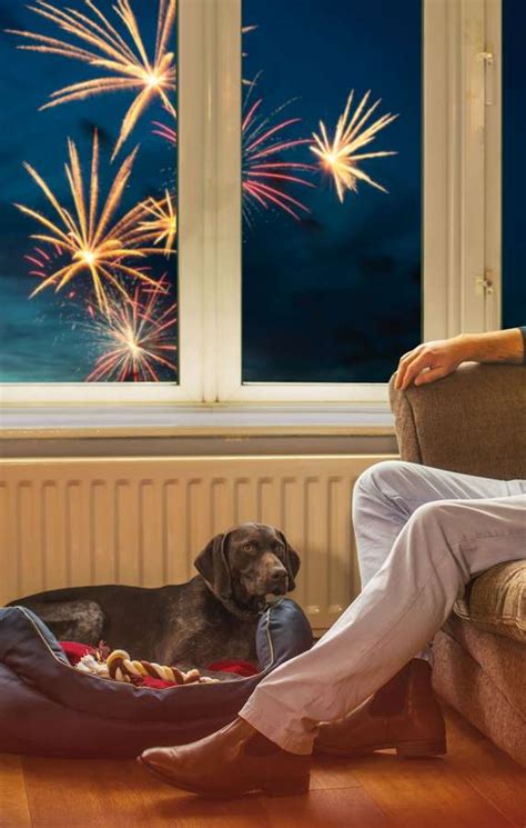 Entspanntes Silvester für Hunde und Katzen MAINLIKE