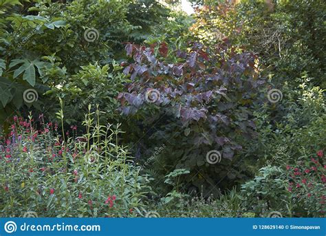 Hojas P Rpuras Del Rbol Del Canadensis Del Cercis Foto De Archivo