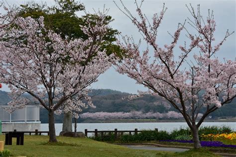 さくら名所100公園：ときわ公園（山口県宇部市） Parkful公園をもっと身近に、もっと楽しく。