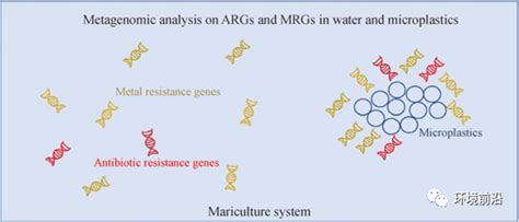 Fese 前沿研究：基于宏基因组分析的海水养殖系统水体及微塑料抗性基因分布研究—论文—科学网