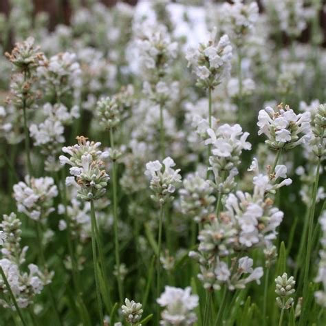 Lavender Angustifolia Arctic Snow