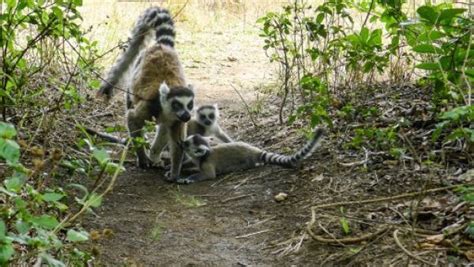 Madagascar Les Guides Touristiques Se Mobilisent Pour La Protection